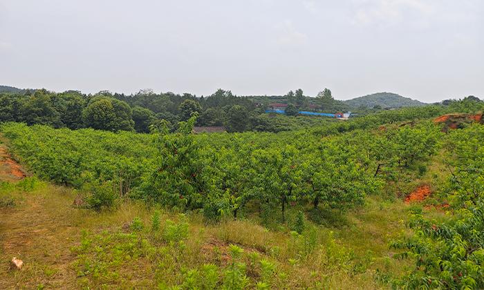 大型果園