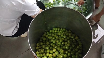 李子熟了，又一個朋友來雅大不銹鋼釀酒設(shè)備學(xué)做李子酒