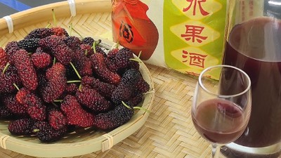 將桑葚釀成酒，雅大大型釀酒設(shè)備廠家助力湖北農(nóng)產(chǎn)品滯銷