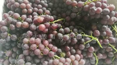 民間葡萄酒釀造潮再度興起，趕緊惡補下葡萄釀酒知識