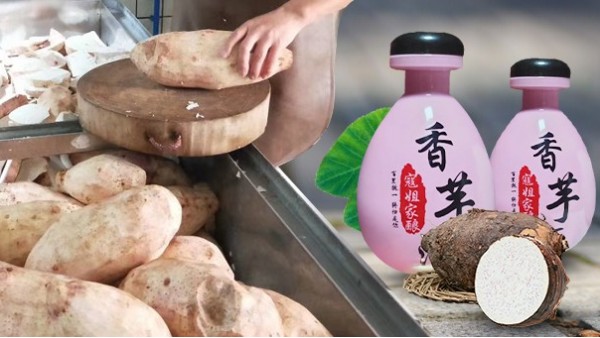 芋頭能不能釀酒？芋頭釀酒設(shè)備技術(shù)