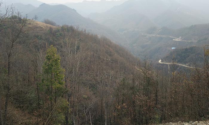 10.11大山里長滿了拐棗樹